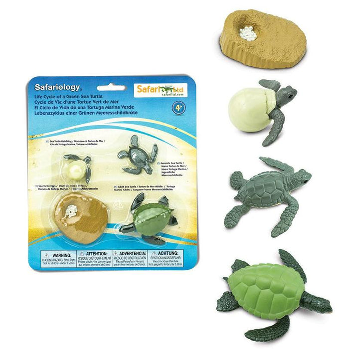 Life Cycle - Green Sea Turtle