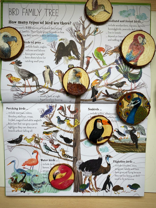 Birds Story Slices